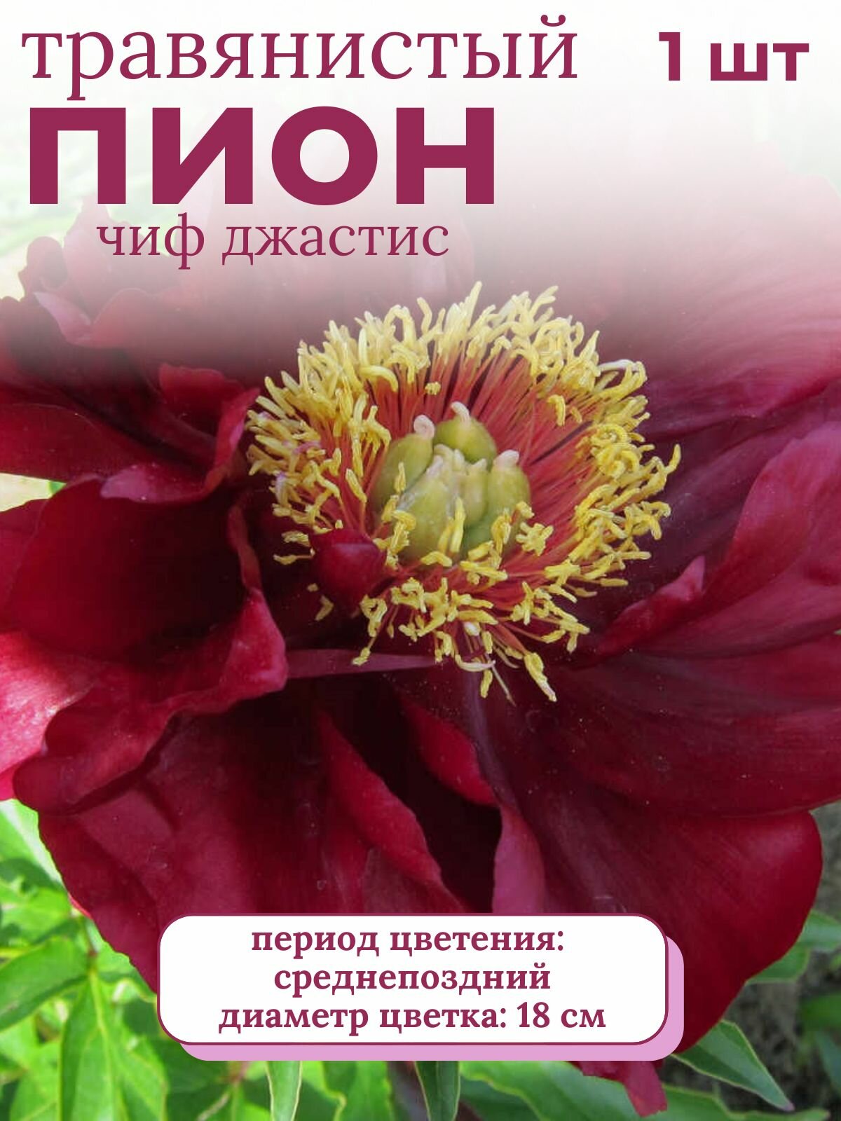 Пион травянистый многолетние цветы 1 шт