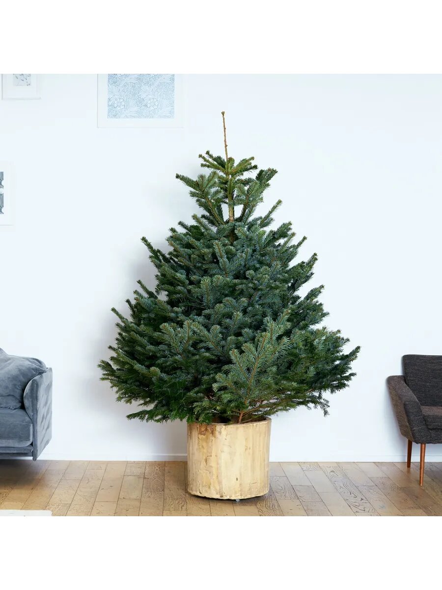 Датская ель живая (Пихта Нордмана) 225-250 см