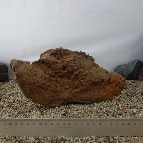 Коряга натуральная