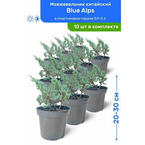 Можжевельник китайский Blue Alps (Блю Альпс) 20-30 см в пластиковом горшке 0,9-3 л, саженец, хвойное живое растение, комплект из 10 шт можжевельник китайский blue alps блю альпс 30 50 см в пластиковом горшке 0 9 3 л саженец хвойное живое растение