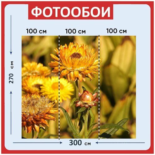 Фотообои Вечные цветы желтый цветок 300x270 см флизелиновыена стену 3940₽