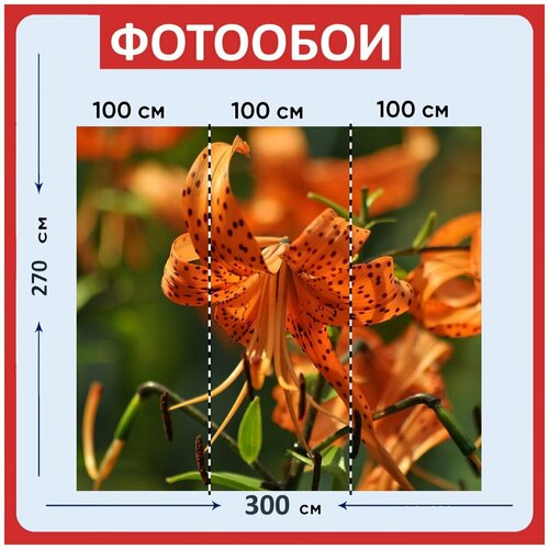 Фотообои Лилия тигровая оранжевый зеленый 300x270 см флизелиновыена стену 3980₽