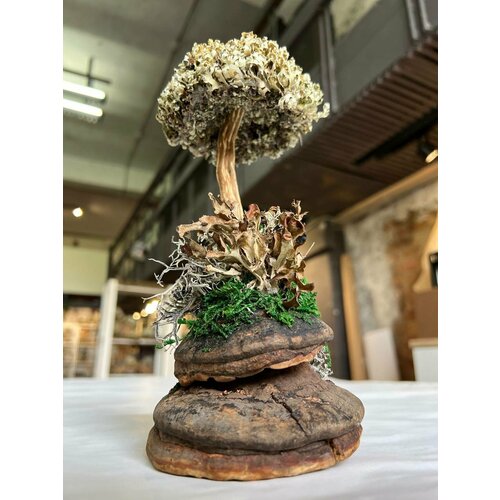 Деревце вместо букета - сухоцвет цетрарии 1900₽