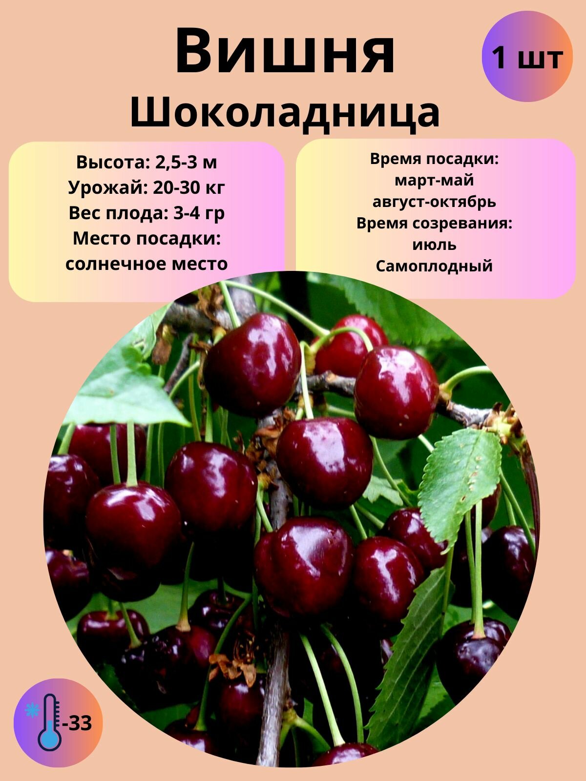 Вишня Шоколадница плодово-ягодное дерево, саженец 1 шт
