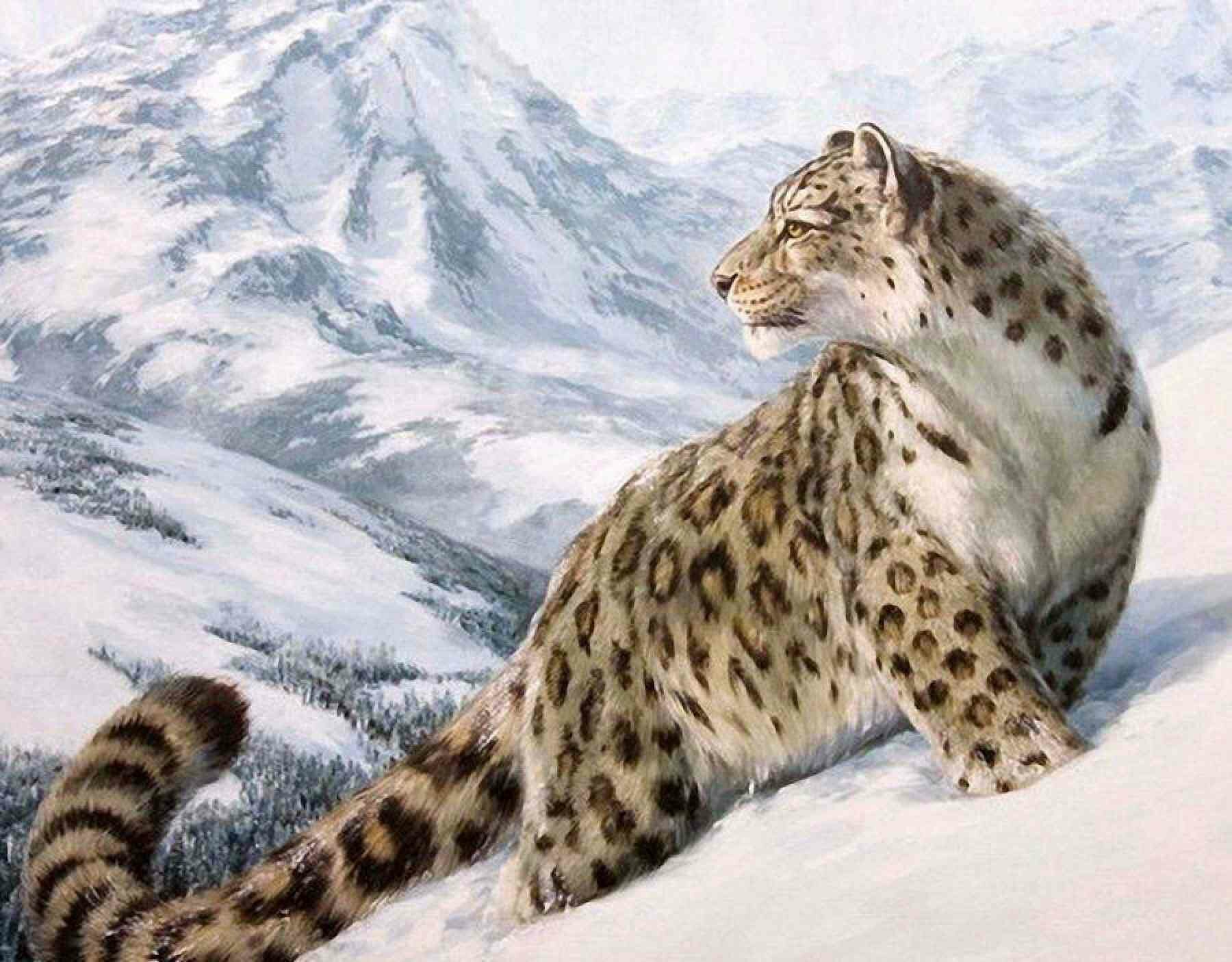 Как выглядит снежный барс из красной книги