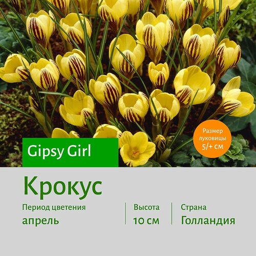 Крокус Джипси Гёл (Gipsy Girl) луковицы 20 шт сотка