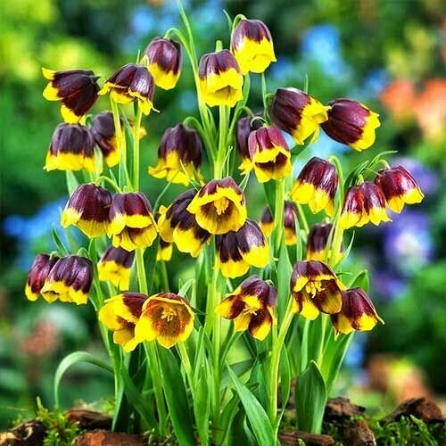 Рябчик (фритиллярия) Ува-Вульпис (10 шт) / луковичные цветы