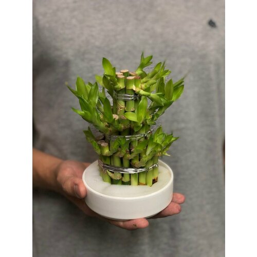 Комнатное растение бамбук живой от бренда Margo plants h 12 см