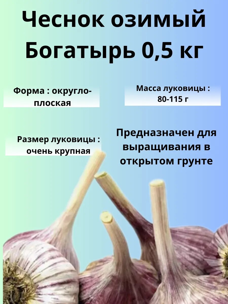 Чеснок Озимый Богатырь 0.5кг