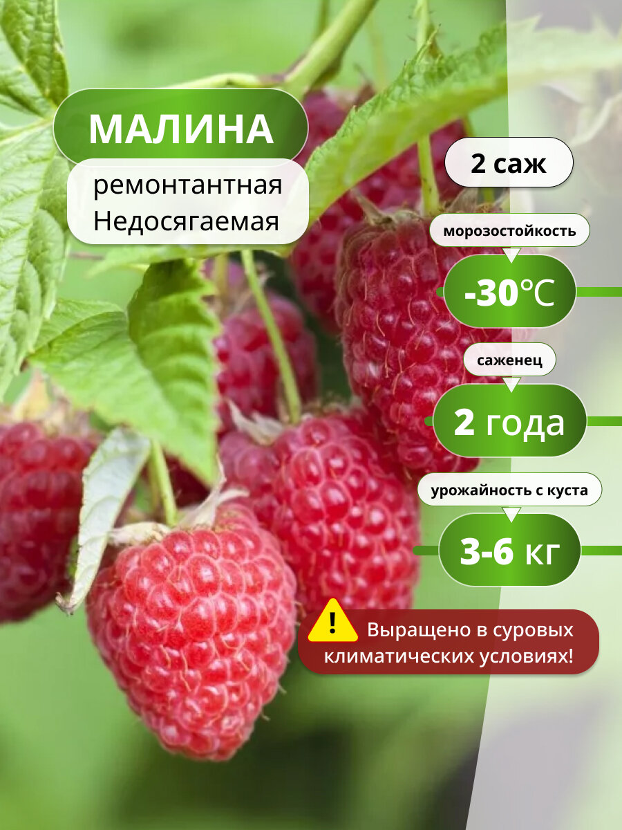 Малина ремонтантная "Недосягаемая", темно-бордовые плоды, многолетняя, 2 саженца