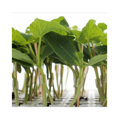 Подвой Кобальт F1 для огурца, дыни, арбуза Rijk Zwaan из проф. упаковки