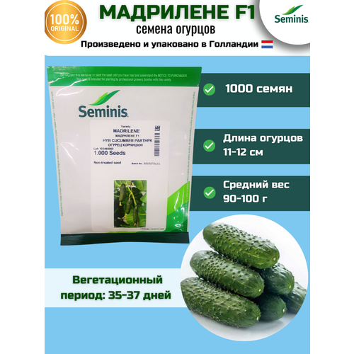 Мадрилене F1 - огурец партенокарпический, 1 000 семян, Seminis/Семинис (Голландия)