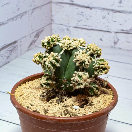 Коллекционный кактус Astrophytum Myriostigma Hakujo Fukuryu. Диаметр горшка 8 см. Субстрат Succuterra Classic и фирменный горшочек в комплекте.