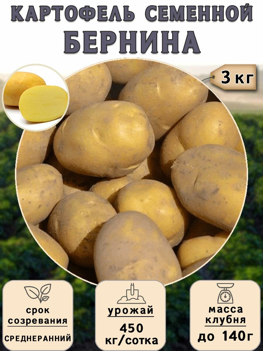 Картофель семенной на посадку Бернина (суперэлита) 3 кг Среднеранний