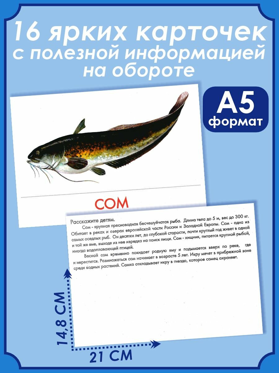 Дидактические карточки "Речные рыбы" - фото №12