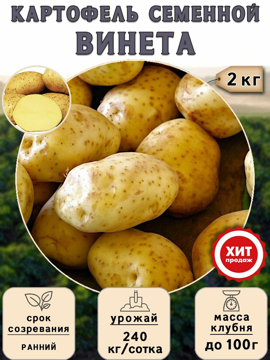 Клубни картофеля на посадку Винета (суперэлита) 2 кг Ранний - фотография № 1