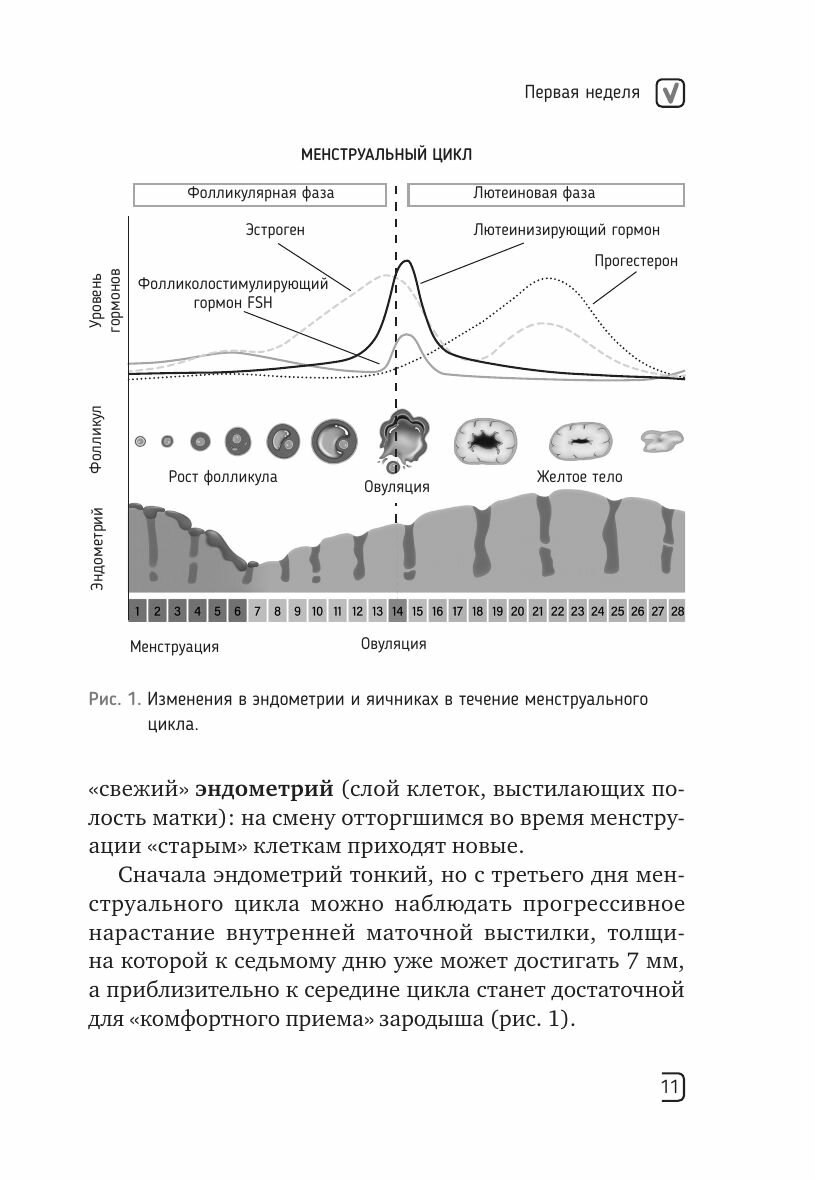 Календарь беременности — неделя за неделей. Большое путешествие от зачатия до родов - фото №12