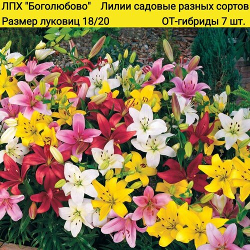 Лилии садовые ОТ-гибриды, разных сортов и расцветок 7 штук. лилии от гибриды беверли дримс