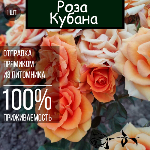 Саженец розы Кубана / Спрей роза саженец роза спрей каталина многоцветковая