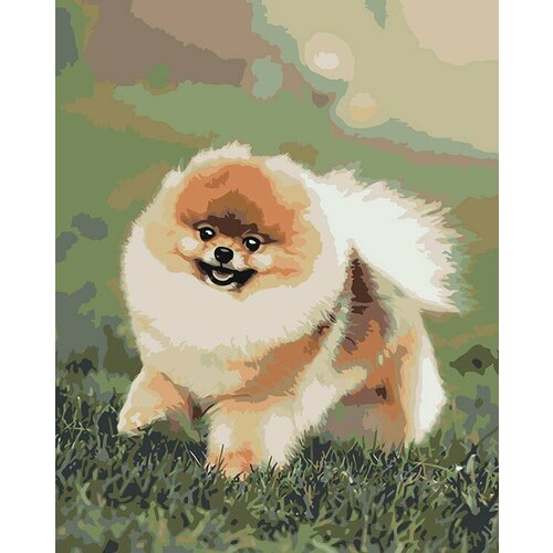 Картина по номерам Собаки: Шпиц милый щенок 40х50 картина по номерам собаки шпиц сердечки арт минимализм