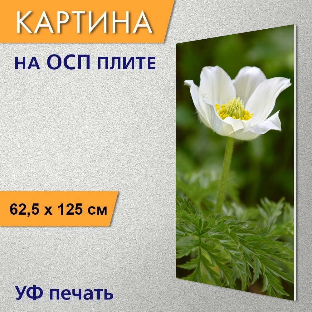 Вертикальная картина на ОСП "Пульсатилла альпина альпийский анемон анемон" 62x125 см. для интерьериа