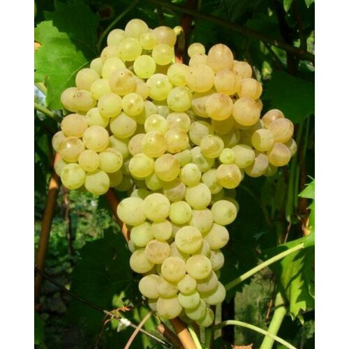 Виноград КишМиш № 342 виноград кишмиш белый узбекистан 500г