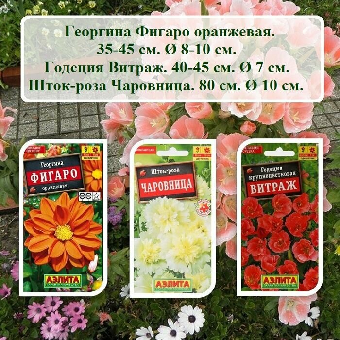 Набор семян цветов из 3х пачек - Георгина Фигаро Годеция Витраж и Шток-роза Чаровница.