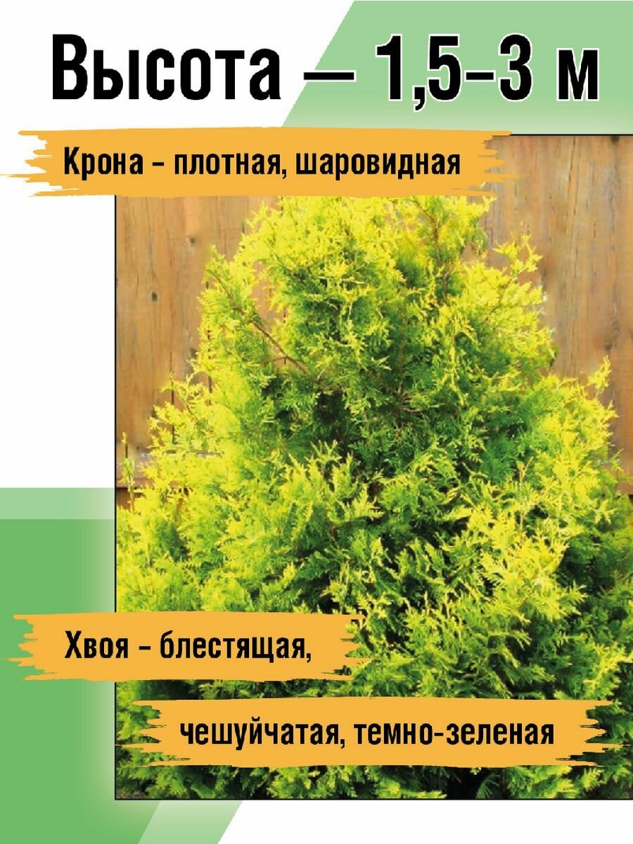Изображение Туя западная Санкист