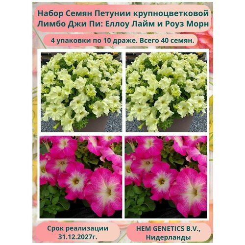 Петуния крупноцветковая Лимбо Еллоу Лайм и Роуз Морн 4 упаковки по 10 драже, HEM GENETICS B.V, Нидерланды семена цветов петуния лимбо gp f1 роуз вейнд hem genetics 10 шт 2 упак