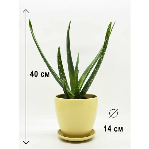 Алоэ Вера в керамическом бежевом горшке с поддоном, высота композиции 30-40см
