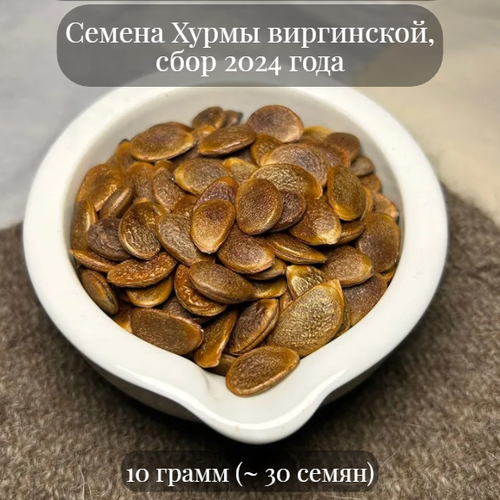 Семена Хурмы виргинской