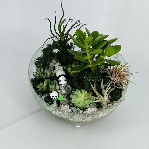 Флорариум, тилландсия и денежное дерево