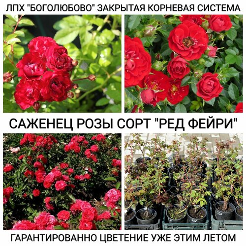 Саженец розы сорт Ред Фейри Закрытая корневая система