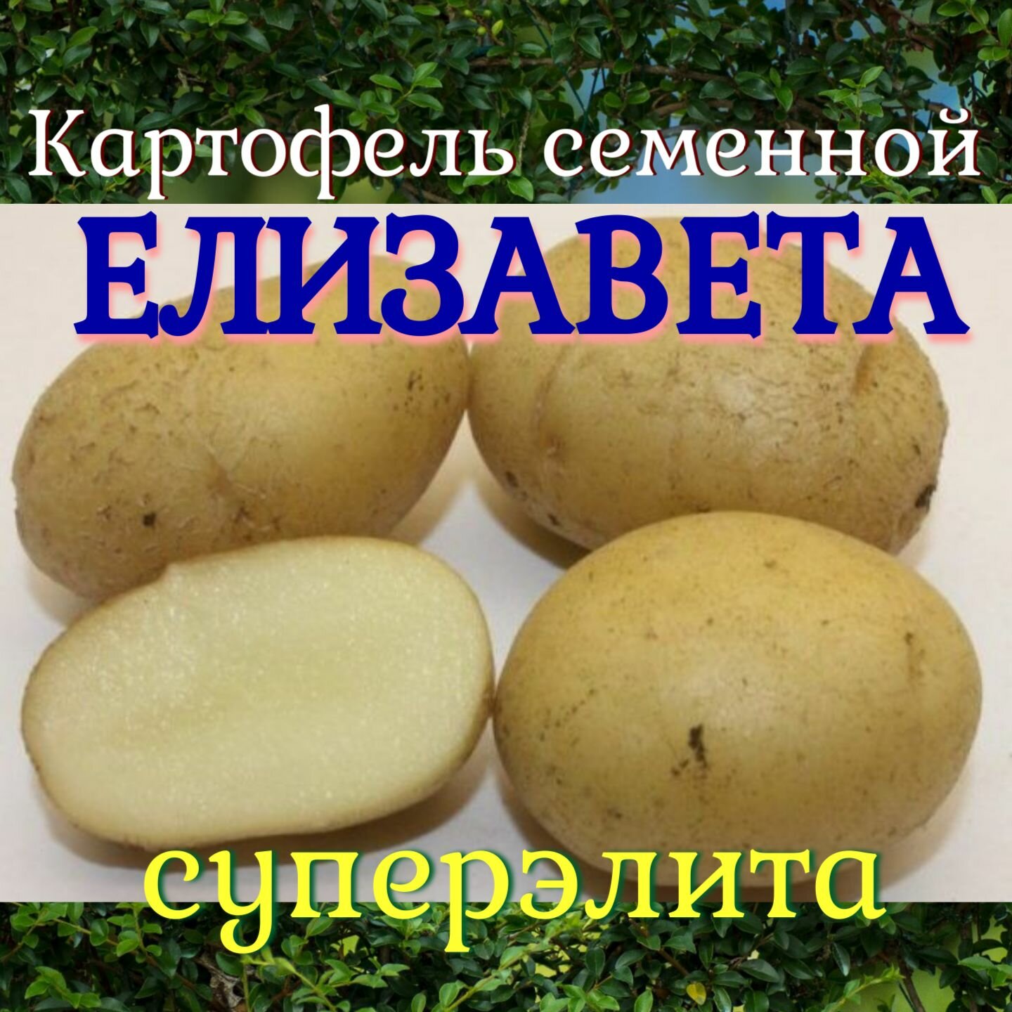 Семенной селекционный картофель елизавета Суперэлита 1 кг