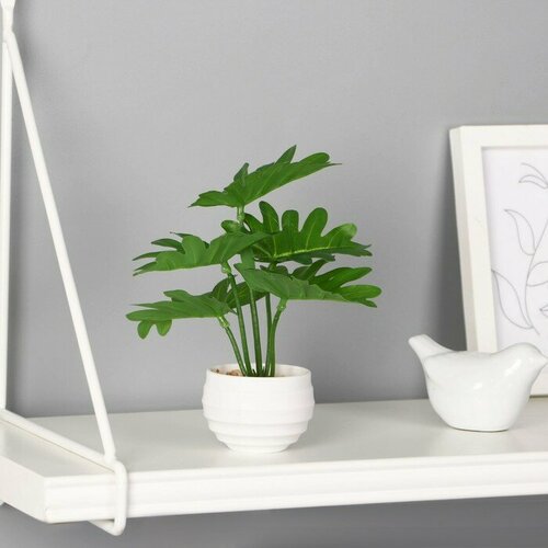 Бонсай в горшке Филодендрон элегант 6х16 см зелёный 561₽