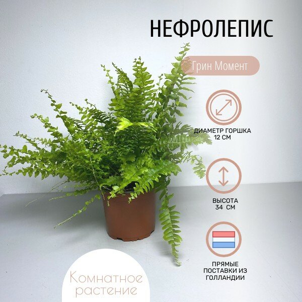 фото Нефролепис Грин Момент