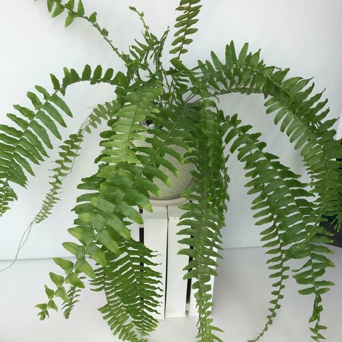 Папоротник в керамическом кашпо