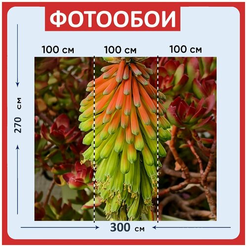 Фотообои Цветок книфофия оранжевый цветок 300x270 см флизелиновыена стену 3970₽