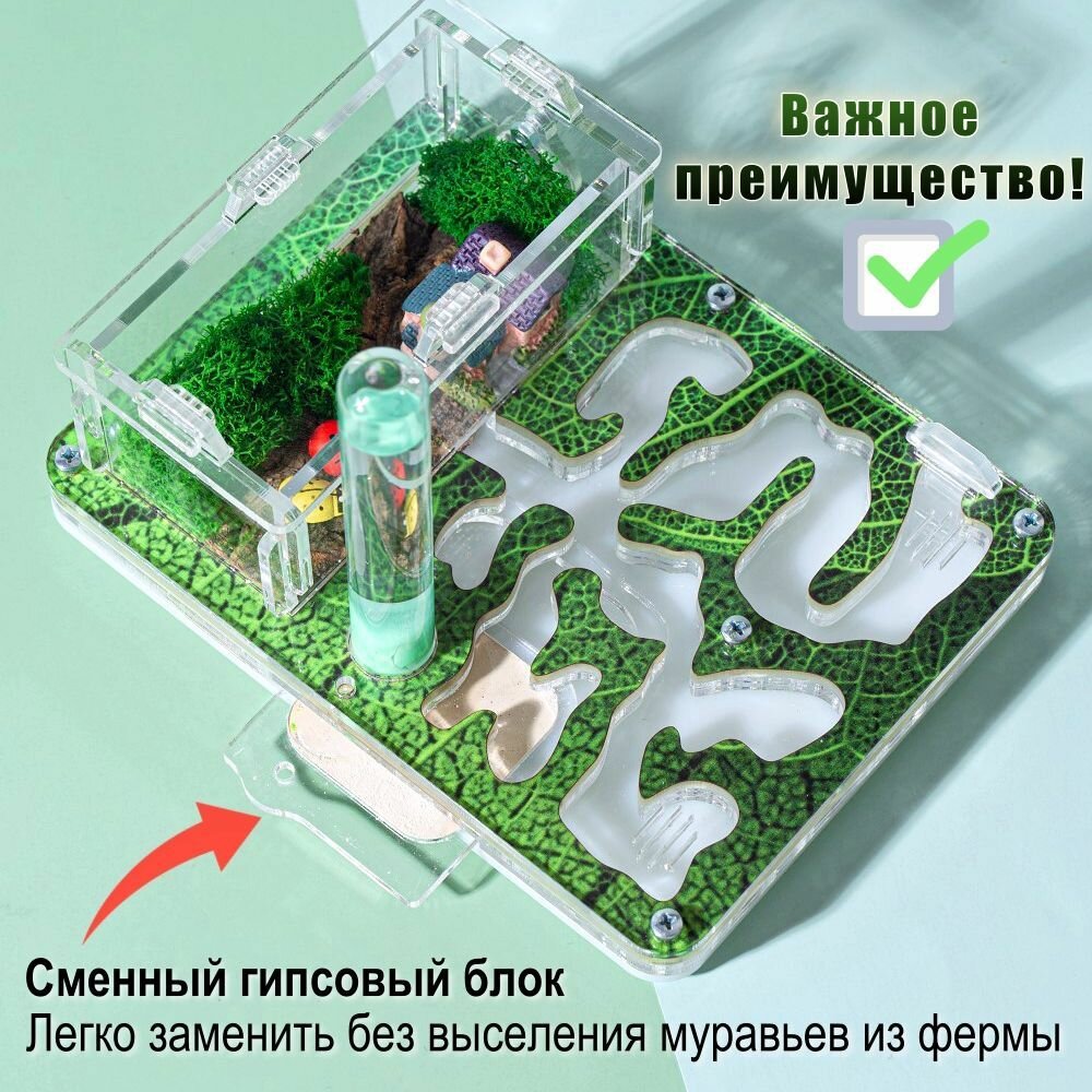 Муравьиная ферма Стартовая "Тропический Лес" + декор и корм в подарок! Формикарий для муравьев — фото 1