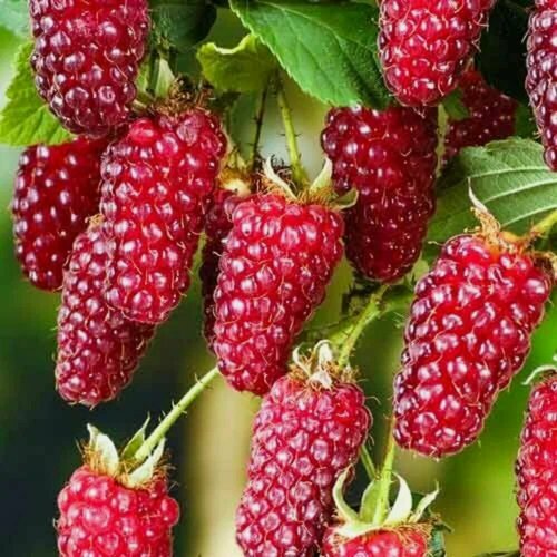 Изображение товара Ежемалина Гигант / 1 шт, высокоурожайный сорт, устойчив к болезням