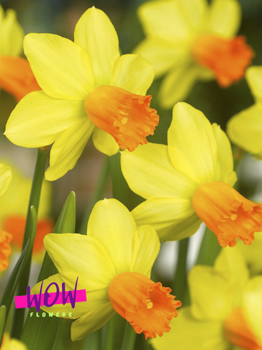 Луковицы цветов WOW FLOWERS  Нарцисс Джетфаер  желто-оранжевый ( 5 штук )