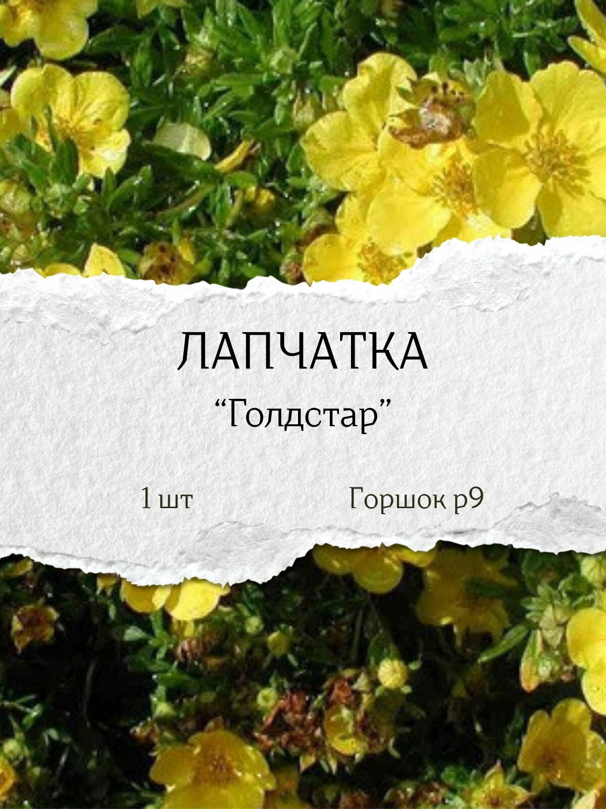Лапчатка 