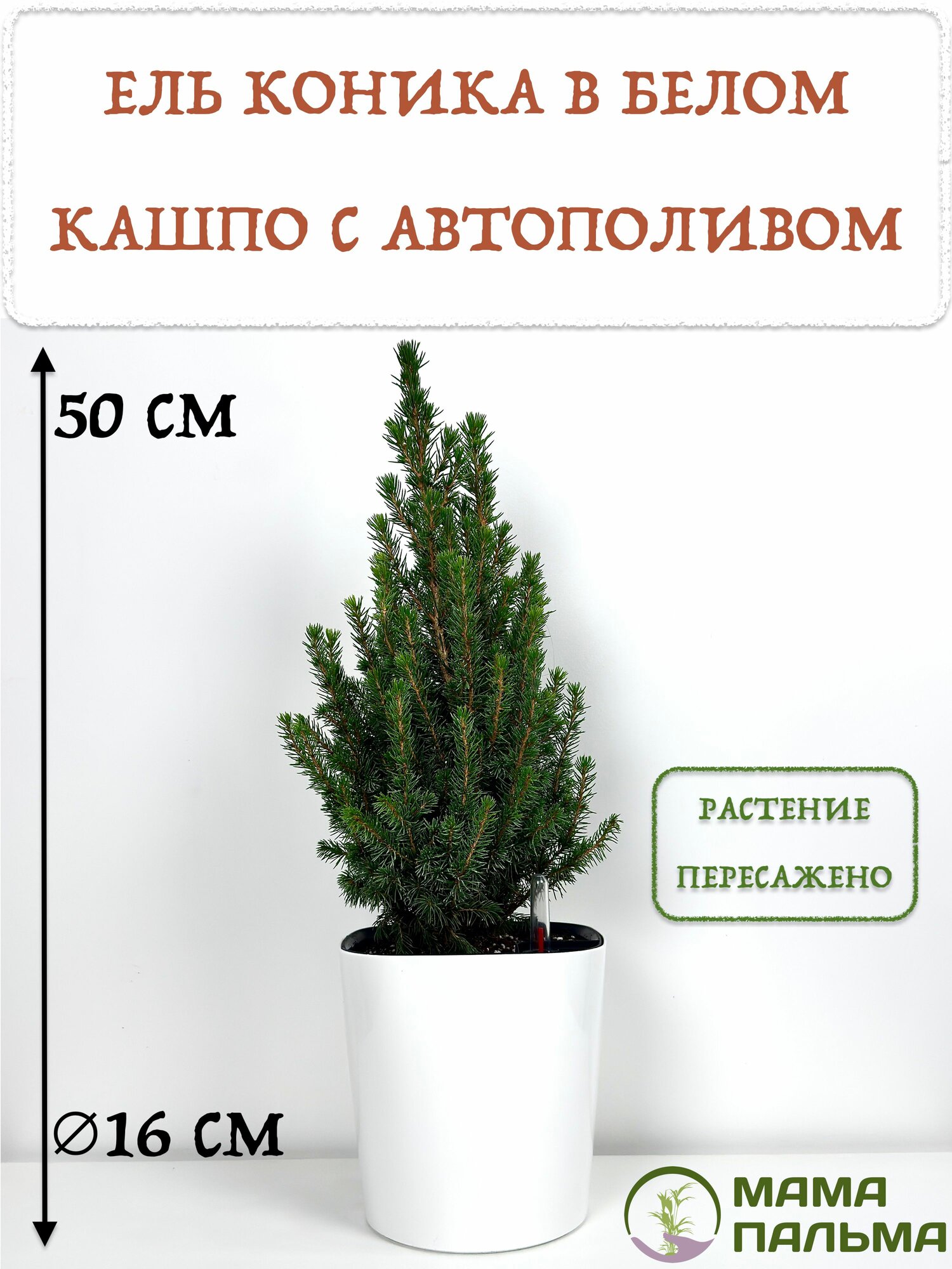 Ель живая Коника в кашпо с автополивом высота 50 см белое D16