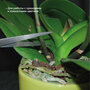 Садовый секатор с тонкими лезвиями, ножницы для цветов / для орхидей FRUT голубой