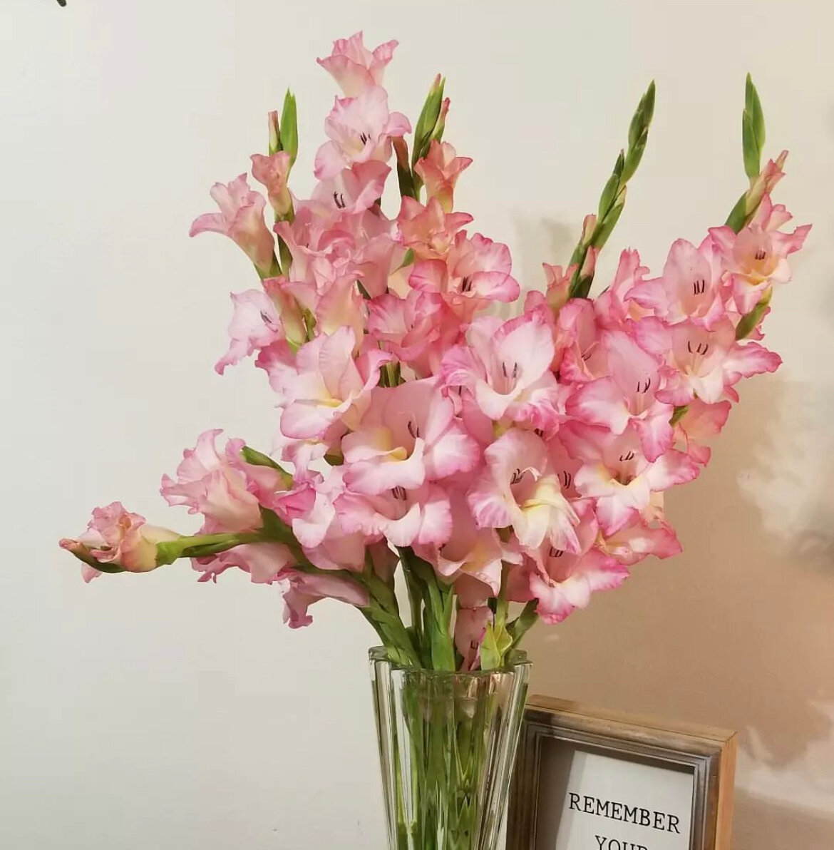 Премиум букет из розовых гладиолусов цветы премиум шикарный красивый букет цветов гладиолус.