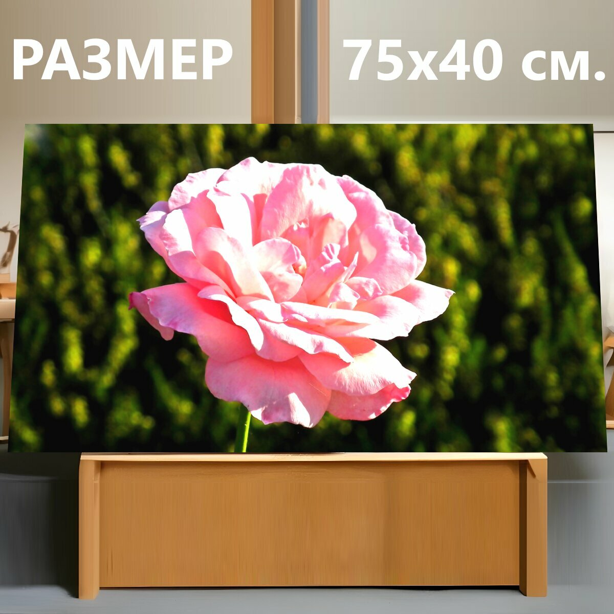 Картина на холсте "Роуз, цветок, розовый" на подрамнике 75х40 см. для интерьера