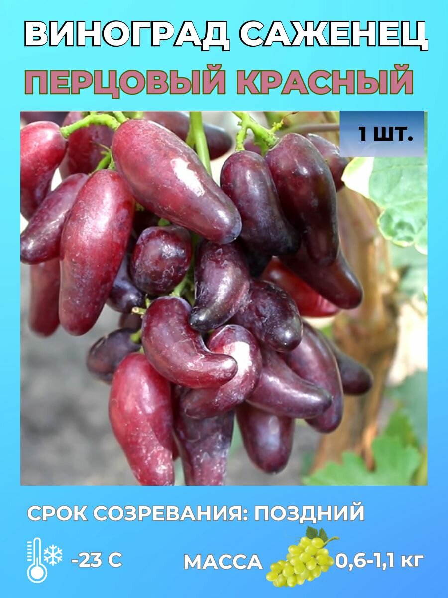 Виноград саженец 1 шт.