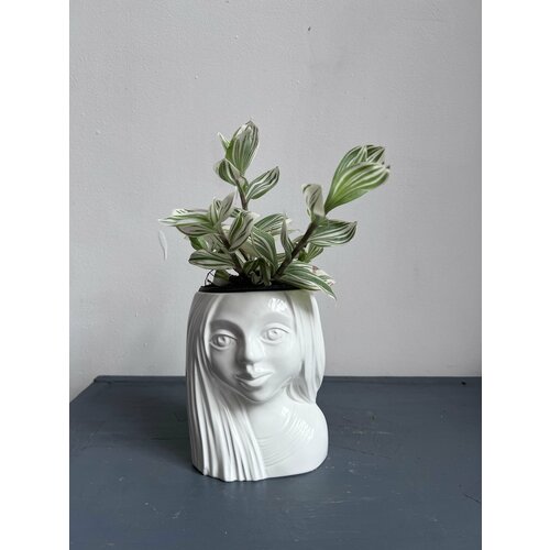 Традесканция 