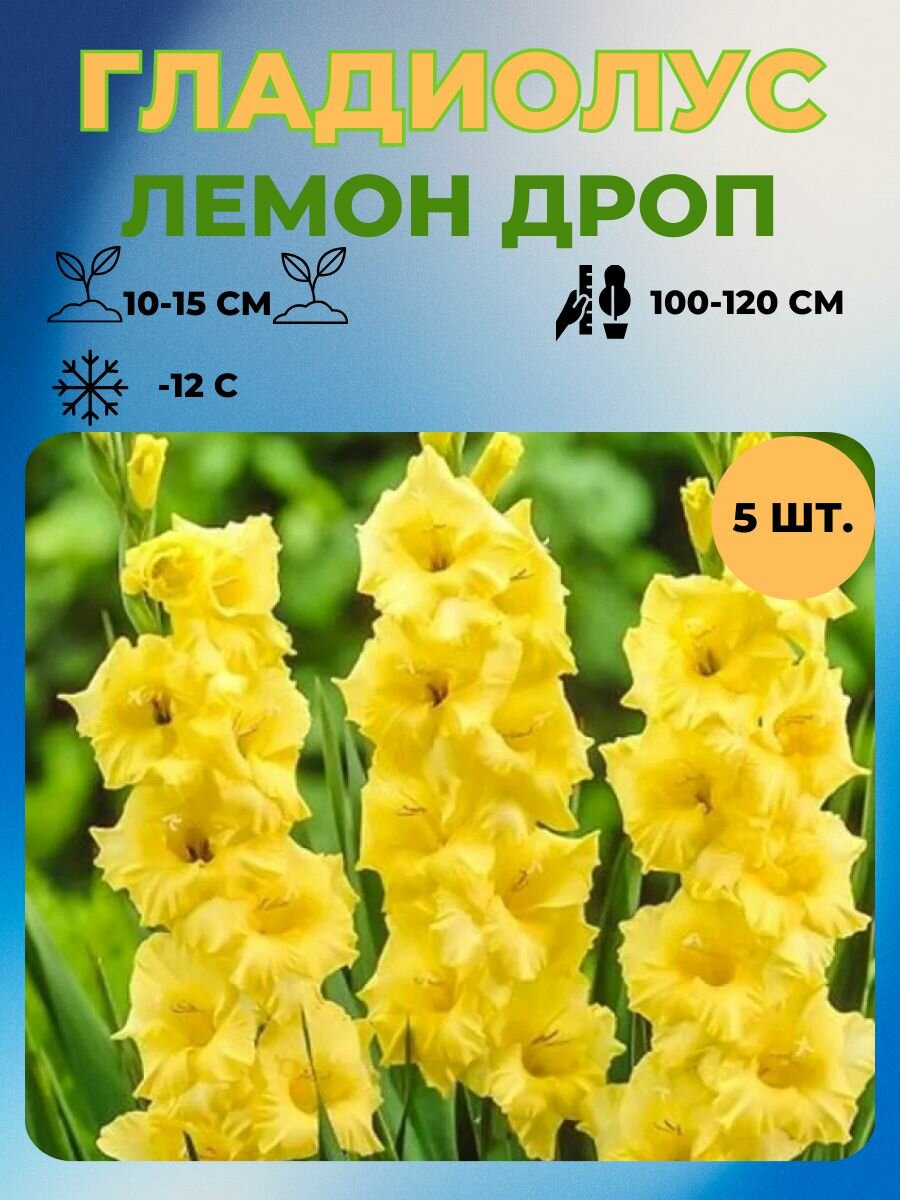Гладиолус луковицы 5 шт.