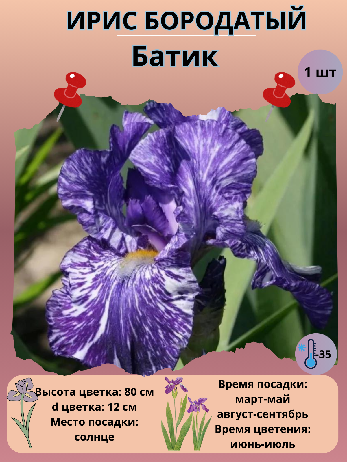 Ирис бородатый Батик, многолетние цветы